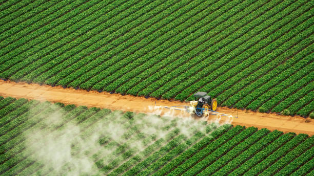Best Wasp Removal Services  in Bremen, GA