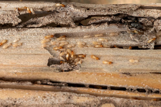 Pest Control for Restaurants in Bremen, GA